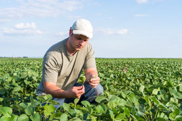 Young farmer in soybean fields